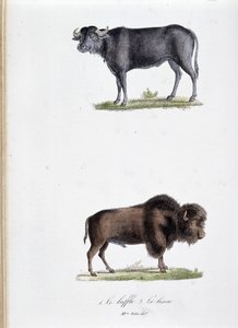 Přírodovědná tabule: Zoologická tabule představující 1. Buvola a dva. Le bison - v „“Dokončení Buffonových děl”” od přírodovědce Georgese Louise Leclerca, hraběte z Buffonu (1707 - 1788). Rytina z roku 1837. od Georges Louis Leclerc