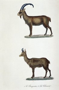Přírodovědná tabule: Zoologická tabule představující 1. kozorožce a 2. kamzíka – v „“Dokončení de Buffon“ od přírodovědce Georgese Louise Leclerca, hraběte z Buffonu (1707 – 1788). Rytina z roku 1837. od Georges Louis Leclerc