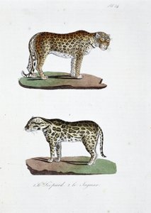Přírodovědná tabule: Zoologická tabule představující 1. Leoparda a 2. Le Jaguara - v „“Úplném díle Buffona”” od přírodovědce Georgese Louise Leclerca, hraběte z Buffonu (1707 - 1788). Rytina z roku 1837. od Georges Louis Leclerc