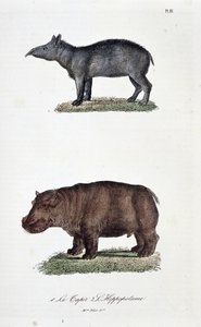 Přírodovědná tabule: Zoologická tabule představující 1. Tapíra a 2. Hrocha - v „“Úplném díle Buffona”” od přírodovědce Georgese Louise Leclerca, hraběte z Buffonu (1707 - 1788). Rytina z roku 1837.