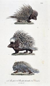 Přírodovědná tabule: Zoologická tabule představující 1. Epické vepřové maso, 2. Epické vepřové maso z Indie a 3. Le Coendou – v „“ Complete Works of Buffon”” od přírodovědce Georgese Louise Leclerca, hraběte z Buffonu (1707 - 1788). Rytina z roku 1837. od Georges Louis Leclerc