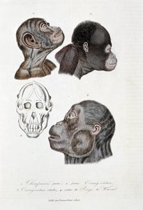 Přírodovědná tabule: Zoologická tabule představující 1. mládě šimpanze; 2. mladý orang outan (orang-utan, orang outang, orang-utang); 3. Orang outan dospělý; 4. Crane du Pongo de Wurmb – v „“ Complete Works of Buffon”” od přírodovědce Georgese Louise Lecle od Georges Louis Leclerc