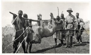 Lev v Bahr el Ghazal, Am Dafok, 1925 (želatinový stříbrný tisk) od Georges Marie Haardt