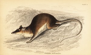 Hnědá čtyřoká vačice, Metachirus nudicaudatus. ,1841 (rytina)