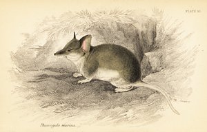 Dunnart obecný, Sminthopsis murina. ,1841 (rytina) od Georges Robert Waterhouse