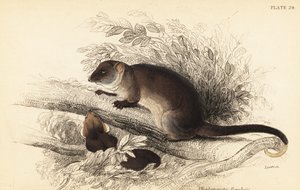 Vidím kroužkovce obecného, ​​Pseudocheirus peregrinus. ,1841 (rytina) od Georges Robert Waterhouse
