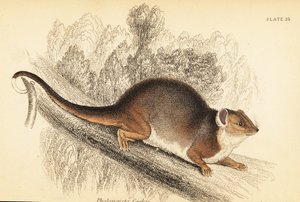 Vidím kroužkovce obecného, ​​Pseudocheirus peregrinus. , 1841 (rytina) od Georges Robert Waterhouse
