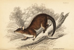 Derbyho srstnatý vačice, Caluromys derbianus. ,1841 (rytina)