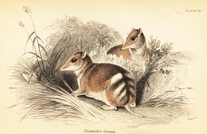 Bandikut východní, Perameles gunnii., 1841 (rytina)