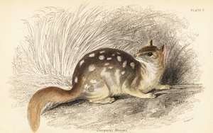Východní quoll, mýval Dasyurus. Ohrožený. , 1841 (rytina)