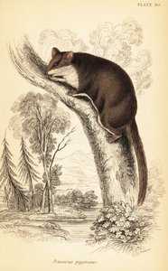 Pérový kluzák, Acrobates pygmaeus. ,1841 (rytina) od Georges Robert Waterhouse