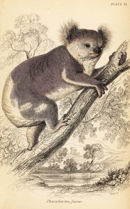 Koala, Phascolarctos cinereus., 1841 (rytina) od Georges Robert Waterhouse