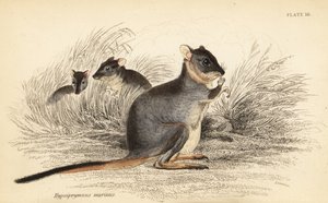 Dlouhonohý potoroo, Potorous longipes. Zranitelný., 1841 (rytina) od Georges Robert Waterhouse