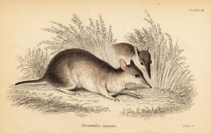 Bandicoot s dlouhým nosem, Perameles nasuta., 1841 (rytina)