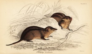 Severní třípruhá vačice, Monodelphis americana. ,1841 (rytina)
