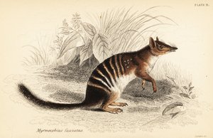 Numbat, Myrmecobius fasciatus. Ohrožený. ,1841 (rytina)