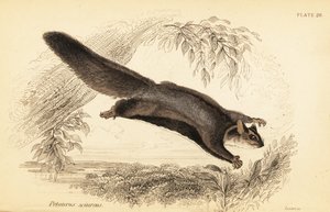 Veverčí kluzák, Petaurus norfolcensis., 1841 (rytina) od Georges Robert Waterhouse