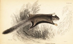 Cukrový kluzák, Petaurus breviceps., 1841 (rytina)