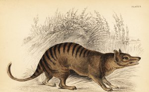 Tasmánský tygr, Thylacinus cynocephalus. Vyhynulý. ,1841 (rytina)