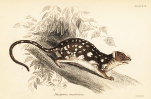 Tiger quoll, Dasyurus maculatus., 1841 (rytina)