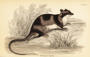 Vodní vačice nebo yapok, Chironectes minimus. ,1841 (rytina)