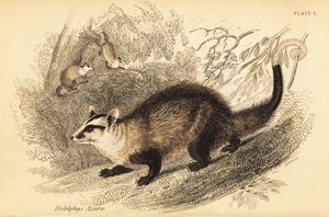 Vačice ušatá, Didelphis albiventris. ,1841 (rytina)