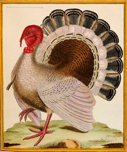 Turecko, z "Histoire Nouvelles des Oiseaux", 1771-86