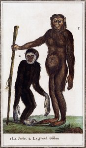 Jocko, šimpanz nebo gibon, ilustrace z Histoire naturelle, Georges-Louis Leclerc hrabě z Buffonu (1707-1788), akvarel rytina
