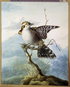 ""Ptáček"" (Little bird) Akvarel Georgius Jacobus Johannes van Os (1782-1861) 1798 Puškinovo muzeum, Moskva od Georgius Jacobus Johannes van Os
