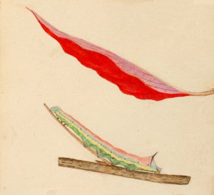 Mirror-Back Caterpillar..., začátek 20. století.