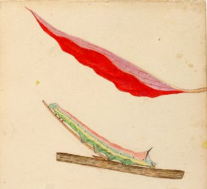 "Mirror-Back" Caterpillar, studie ke knize Concealing Coloration in the Animal Kingdom (Skrývání zbarvení v živočišné říši)