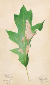 Oak Leaf Edge Housenka..., začátek 20. století.