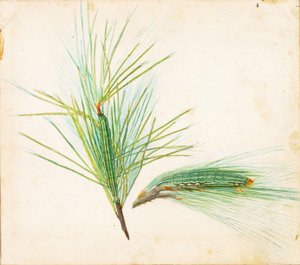 Pine-Tuft Caterpillar..., začátek 20. století.