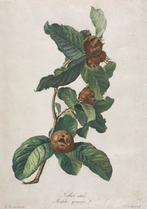 Mišpule pěstovaná (Mespilus germanica)