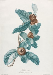 Mišpule pěstovaná (Mespilus germanica)