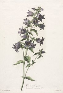 Květiny čerpané z přírody: Bellflower, c. 1800. od Gerard van Spaendonck