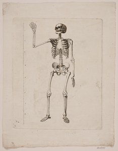 Kostra od Gerhard Ludvig Lahde