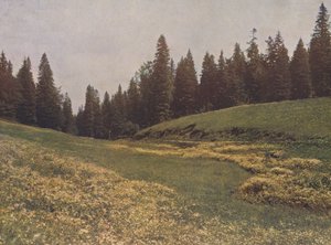 Louka na Feldbergu, Schwarzwald, Německo (barevné foto) od German Photographer