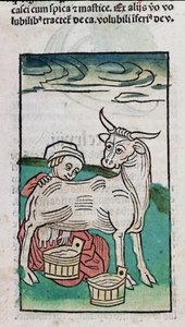 Služka dojící krávu, 1491 (barevný dřevoryt) od German School