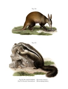 Aardvark, 1860 od German School