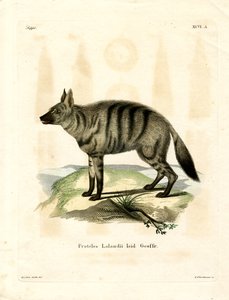 Aardwolf (barevná rytina) od German School