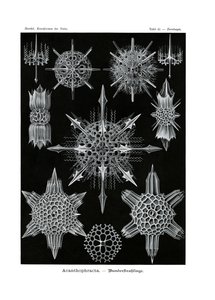 Acanthophracta, 1899-1904 od German School