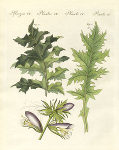 Rostliny Acanthus (barevné rytí) od German School