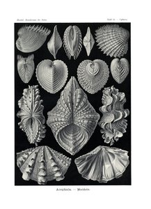 Acephala, 1899-1904 od German School
