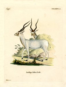 Addax Antelope (barevné rytí) od German School