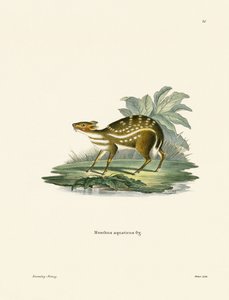 Africký Chevrotain (barevná rytina) od German School