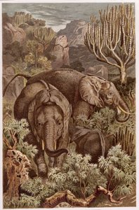 Slon africký, deska z Brehmsova Tierlebenu: Allgemeine Kunde des Tierreichs, sv. 3, str. 9, vydal Bibliographisches Institut, 1891. od German School
