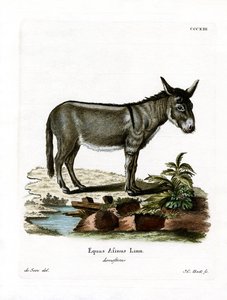 African Wild Ass (barevné rytí) od German School
