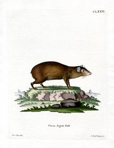 Agouti (barevné rytí) od German School