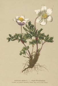 Sasanka alpská (Anemone alpina, Pulsatilla alpina) od German School